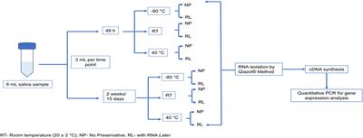 Assessing the impact of storage conditions on RNA from human saliva and its application to the identification of mRNA biomarkers for asthma